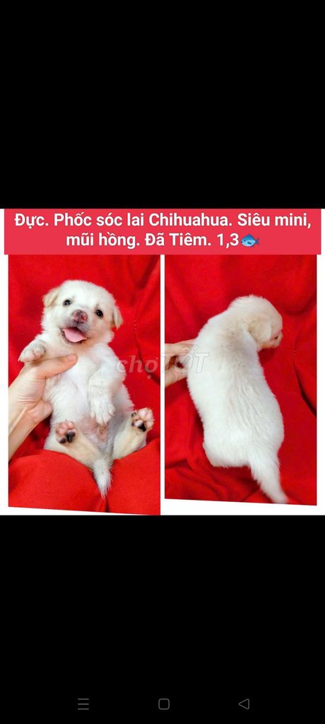Chó phóc sóc lai chihuahua siêu mjni đủ màu. Mua bán Chó tại Huyện Hóc Môn Tp Hồ Chí Minh được đăng bởi fb NH Táo bán điện thoại và chó mèo có ship hình 1