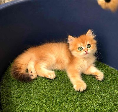 Mèo Anh lông ngắn Golden Đực Cái Hơn 2 tháng