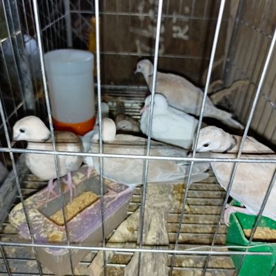 Chim cu pháp hơn 3 tháng tuổi. Mua bán Chim tại Huyện Thường Tín Hà Nội được đăng bởi Nguyễn Thắng