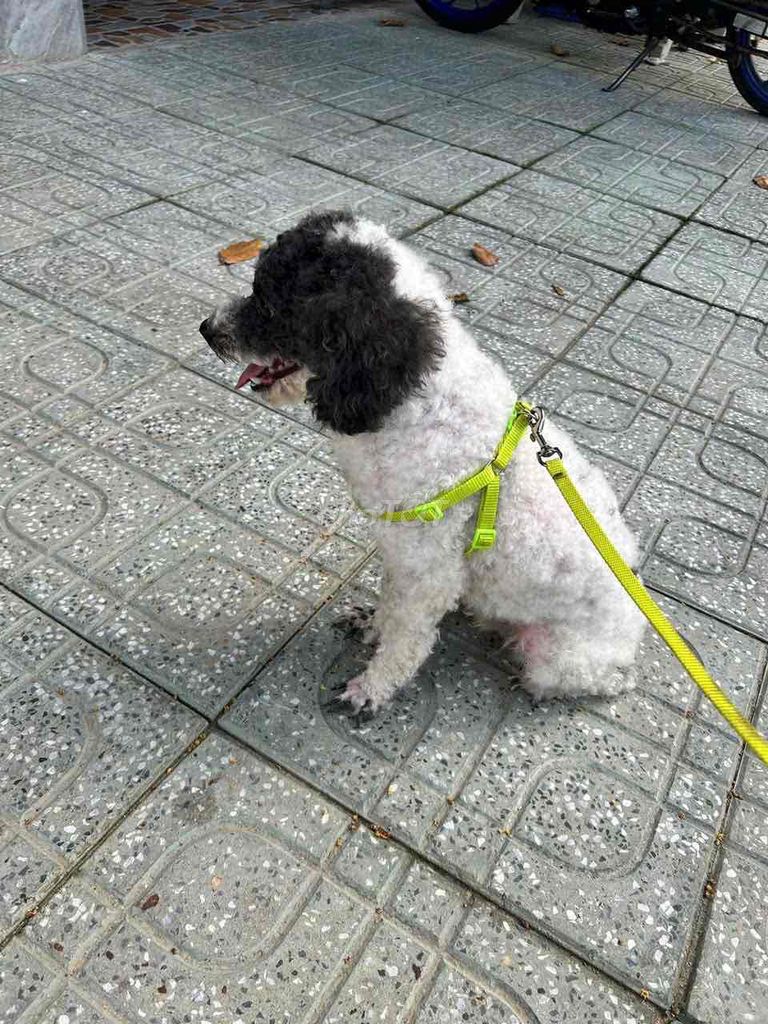 Chó Poodle bò sữa đực 12 tháng. Mua bán Chó tại Thị xã Bến Cát Bình Dương được đăng bởi Khoi hình 1