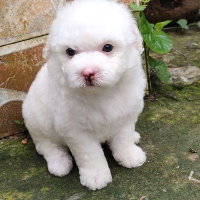 chó Poodle trắng thuần chủng  tìm nhà mới. Mua bán Chó tại Huyện Giồng Trôm Bến Tre được đăng bởi Thi