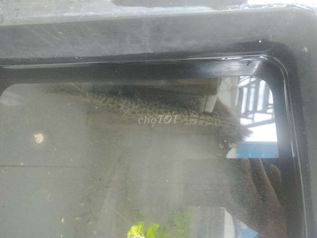 CÁ SẤU HỎA TIỄN BÔNG 20–22CM. Mua bán Thú cưng khác tại Quận 6 Tp Hồ Chí Minh được đăng bởi Thái Trọng Tính hình 1