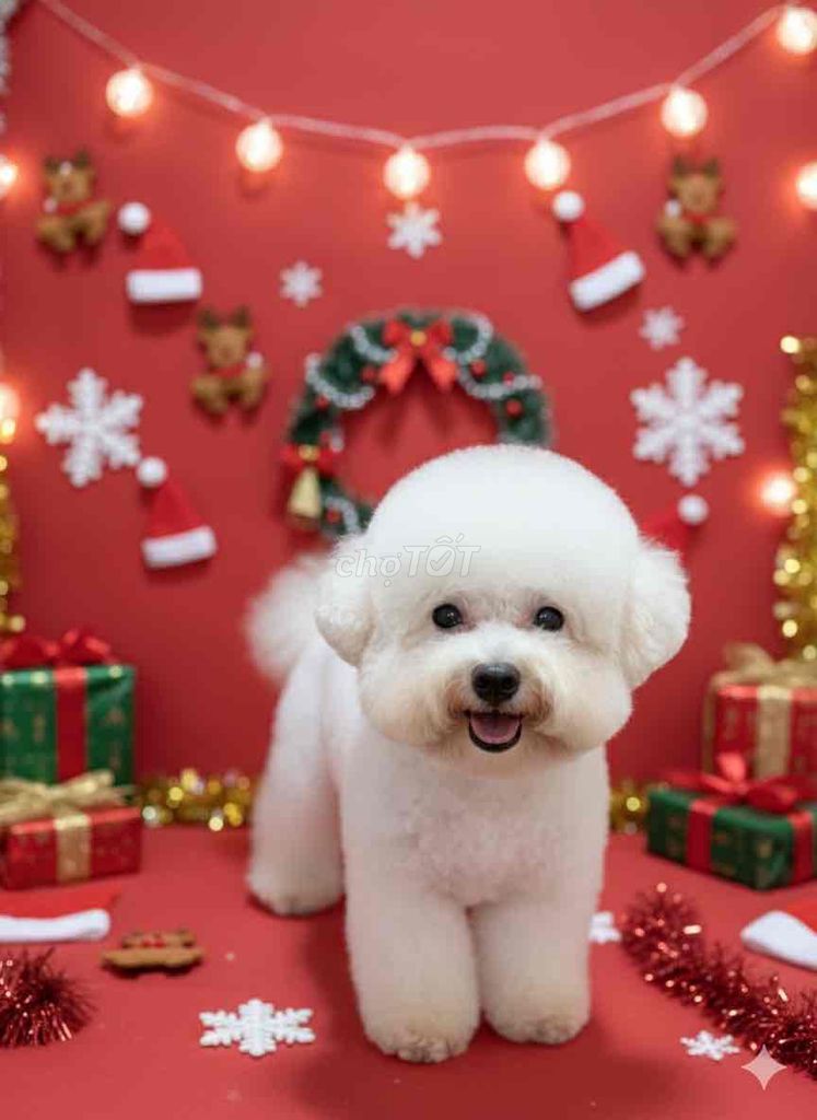 Chó Bichon Tiny Teacup đực. Mua bán Chó tại Quận 7 Tp Hồ Chí Minh được đăng bởi Pet Idol hình 1
