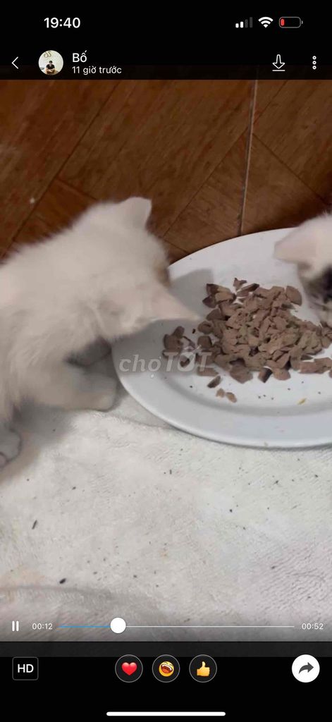 Mèo Nga lông dài Trắng. Mua bán Mèo tại Quận Hai Bà Trưng Hà Nội được đăng bởi Dũng hình 1