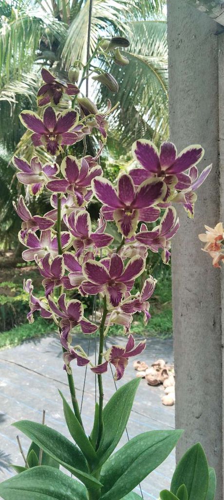 Lan Chớp Đang Ra Hoa. Mua bán Cây cảnh, đồ trang trí tại Thành phố Bến Tre Bến Tre được đăng bởi Minh Hoàng hình 1