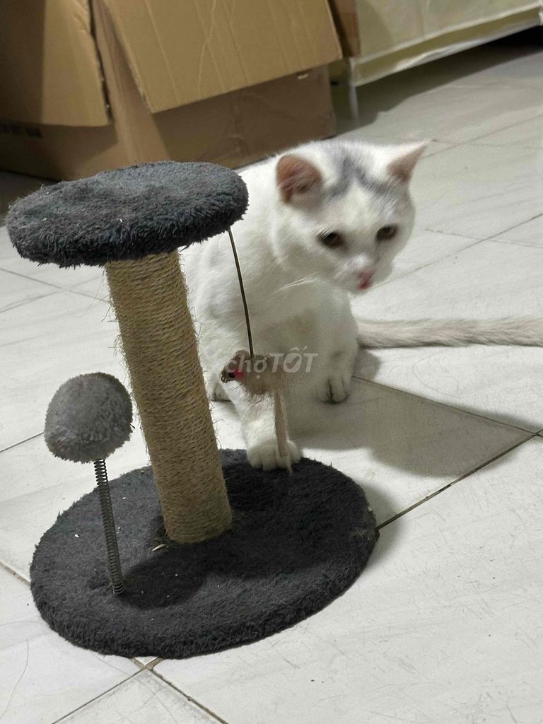 Mèo Anh lông ngắn đực. Mua bán Mèo tại Quận 12 Tp Hồ Chí Minh được đăng bởi Trâm Ngọc hình 1