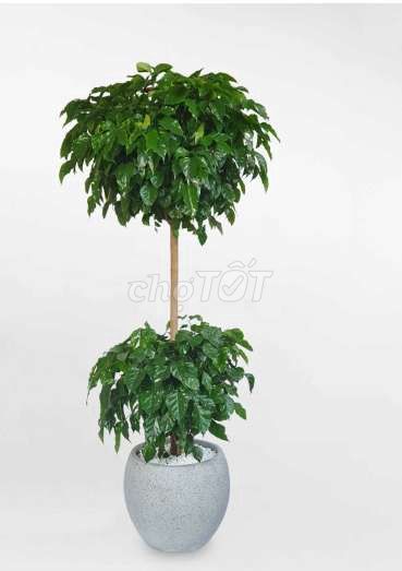 Chậu 💜và cây Hạnh Phúc lá xanh💚, 2 tầngsiêu đẹp