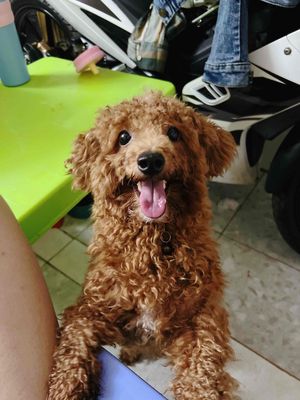 TÌM NHÀ MỚI CHO BÉ POODLE MÀU NÂU DƯỚI 1 NĂM TUỔI