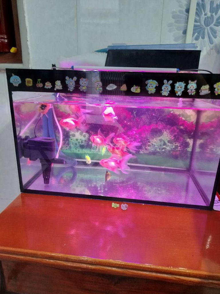 Hồ cá 50x30x30 cm còn rất mới. Mua bán Phụ kiện, Thức ăn, Dịch vụ tại Huyện Bình Chánh Tp Hồ Chí Minh được đăng bởi Mẫn Mẫn  hình 1