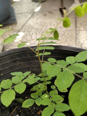 Cây khế chua. Mua bán Cây cảnh, đồ trang trí tại Quận Tân Bình Tp Hồ Chí Minh được đăng bởi Pham Đinh Duyên