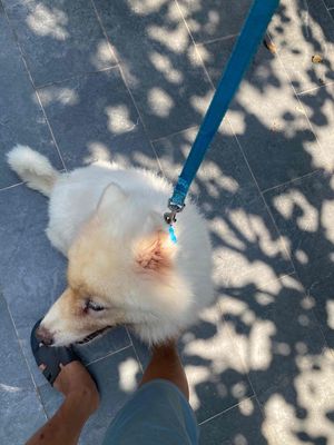 Chó Trắng Cái Hơn 1 Tuổi