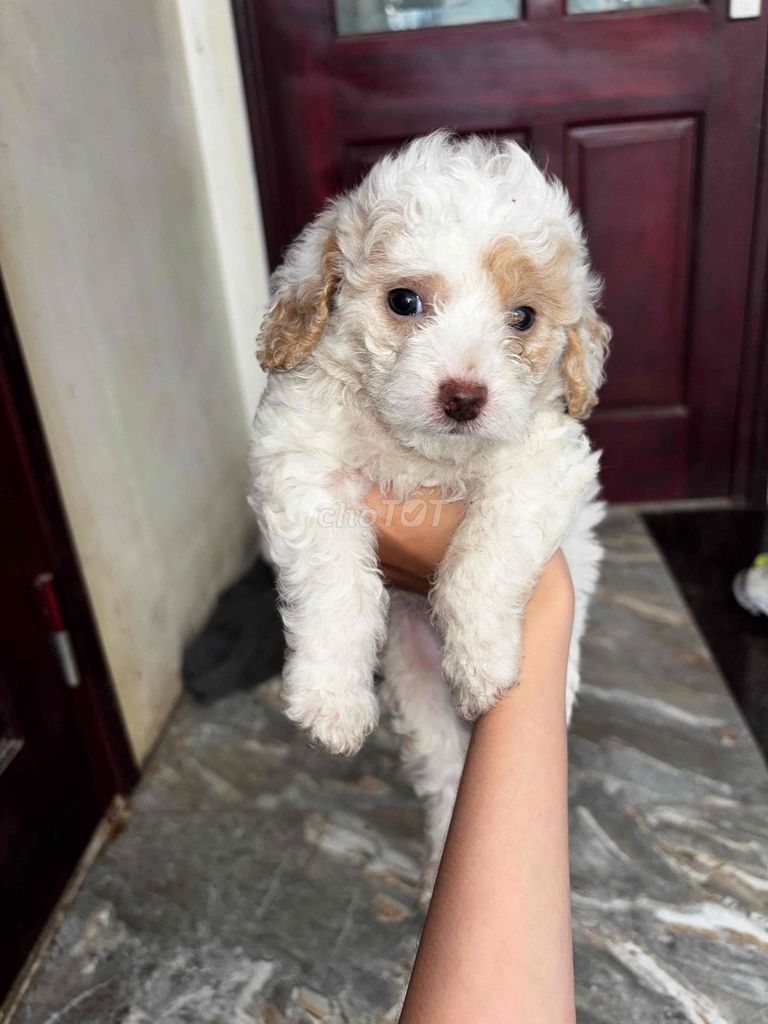 Chó Poodle lai Đực Cái 40 ngày tuổi. Mua bán Chó tại Huyện Quốc Oai Hà Nội được đăng bởi Tạ Uyên hình 1