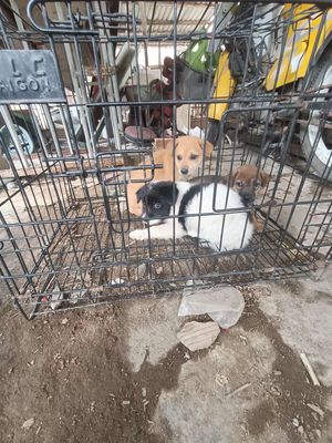 Chó ta 6 con nhiều màu