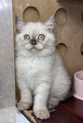 bé hyma siêu đáng yêuuuu. Mua bán Mèo tại Quận Gò Vấp Tp Hồ Chí Minh được đăng bởi Meow Meow