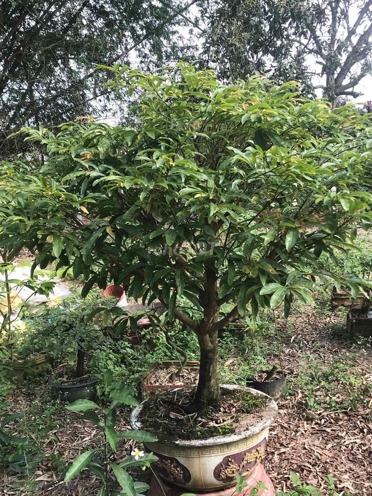 Mai Hồng Diệp Quảng Nam. Mua bán Cây cảnh, đồ trang trí tại Thị xã Điện Bàn Quảng Nam được đăng bởi mai vàng đam mê hình 1