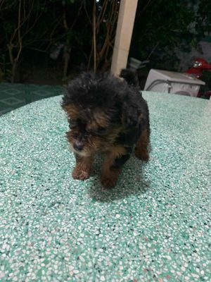 Poodle lai cỏ đẹp xuất sắc. Mua bán Chó tại Quận 7 Tp Hồ Chí Minh được đăng bởi Hoàng Đức Minh
