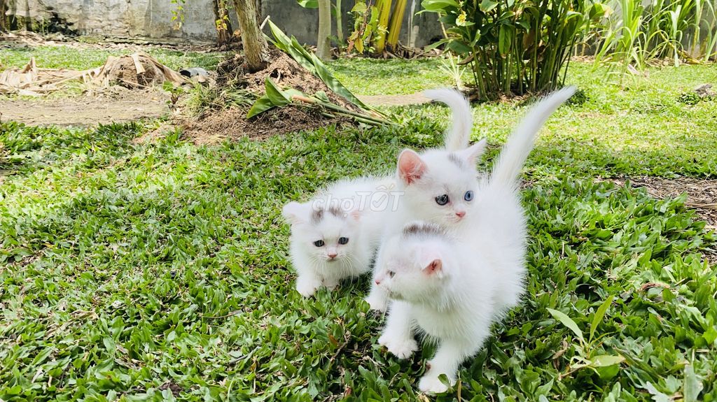 Mèo ALN Bicolor Van . Mua bán Mèo tại Huyện Bến Lức Long An được đăng bởi Huỳnh Phi Hải hình 1