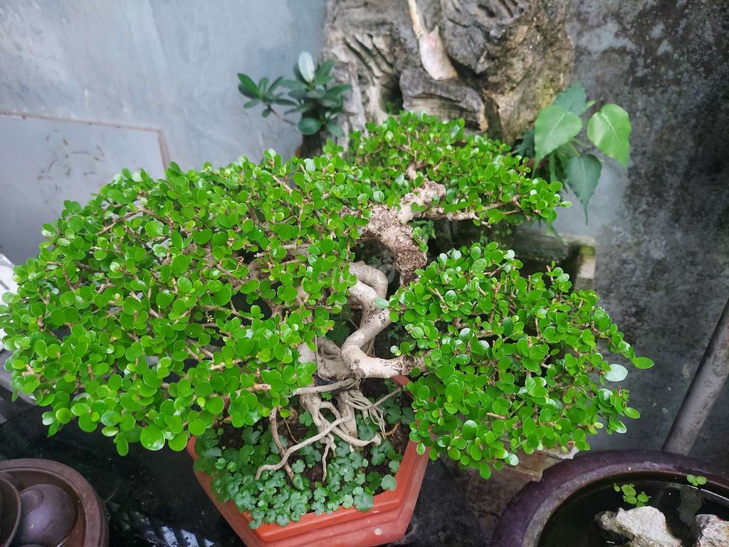 Cay sam núi bonsai đẹp