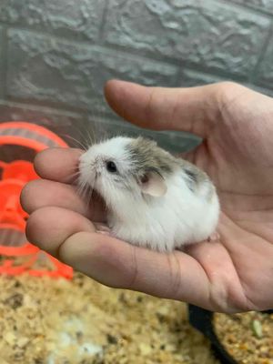 Bán chuột Hamster winter white và robo hiền
