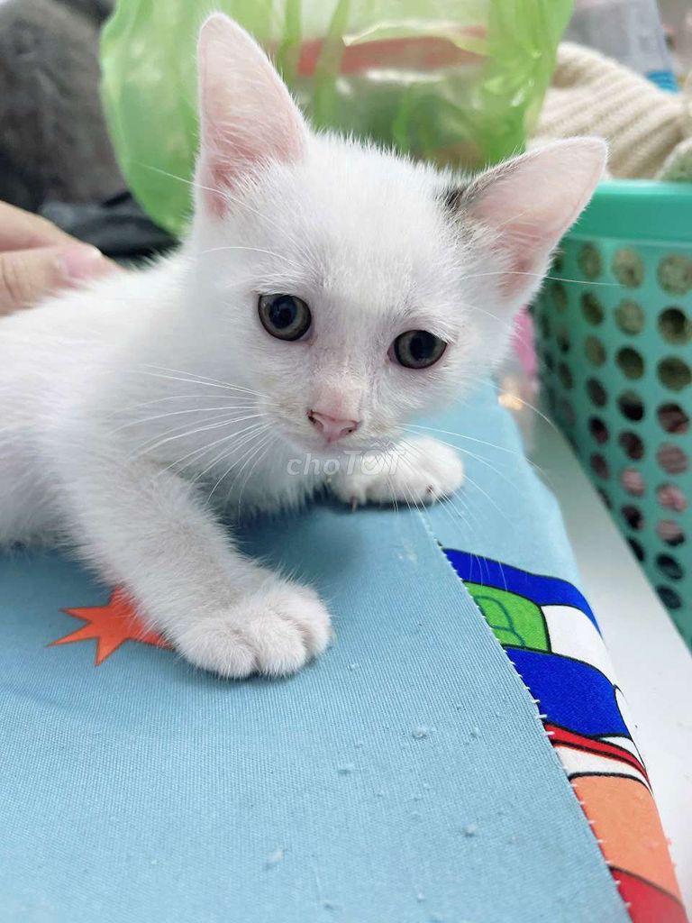 Mèo Anh lông ngắn trắng cả hai. Mua bán Mèo tại Huyện Hóc Môn Tp Hồ Chí Minh được đăng bởi Công Hậu hình 1