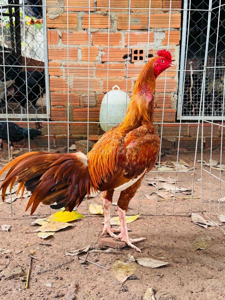 Khét chân trắng , mỏ trắng mới tách bầy , hiện 2k3