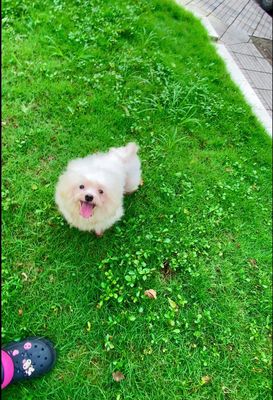 Chó Maltese đực hơn 1 tuổi thanh lí