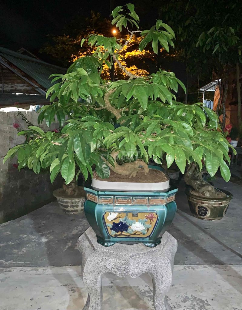 Bonsai Hoàng Mai Huế hàng chuẩn