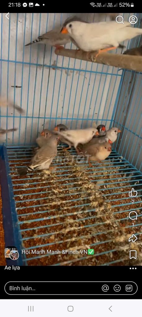 Chim Manh Manh Khỏe đẹp. Mua bán Chim tại Quận Long Biên Hà Nội được đăng bởi tổng kho sỉ hình 1