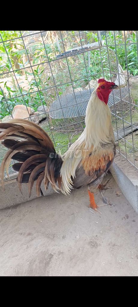 khét 3kg4 . Mua bán Gà tại Huyện Châu Thành Tiền Giang được đăng bởi Diện  hình 1