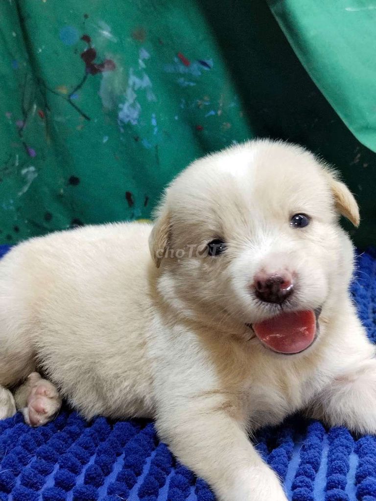 Chó Golden đực lông mềm mịn thân thiện . Mua bán Chó tại Quận Bình Tân Tp Hồ Chí Minh được đăng bởi Nguyễn Hằng hình 1