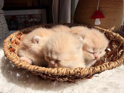 mèo anh lông ngắn cy12 chân dài, chân lùn 🧑👩
