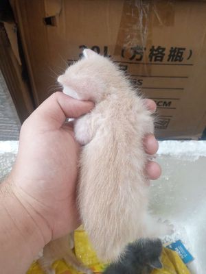 Mèo con cần tìm chủ. Mua bán Mèo tại Quận Tân Phú Tp Hồ Chí Minh được đăng bởi Tín Hân