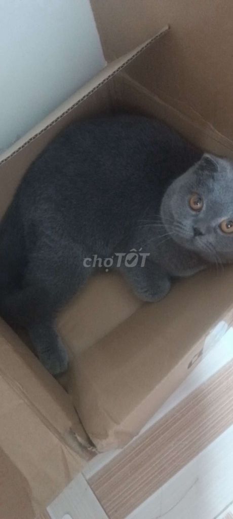 Mèo Anh lông ngắn Xám. Mua bán Mèo tại Huyện Chợ Lách Bến Tre được đăng bởi Thanh Trần Cẩm hình 1