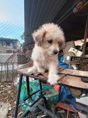 Chó Nhật lai Poodle trắng xám