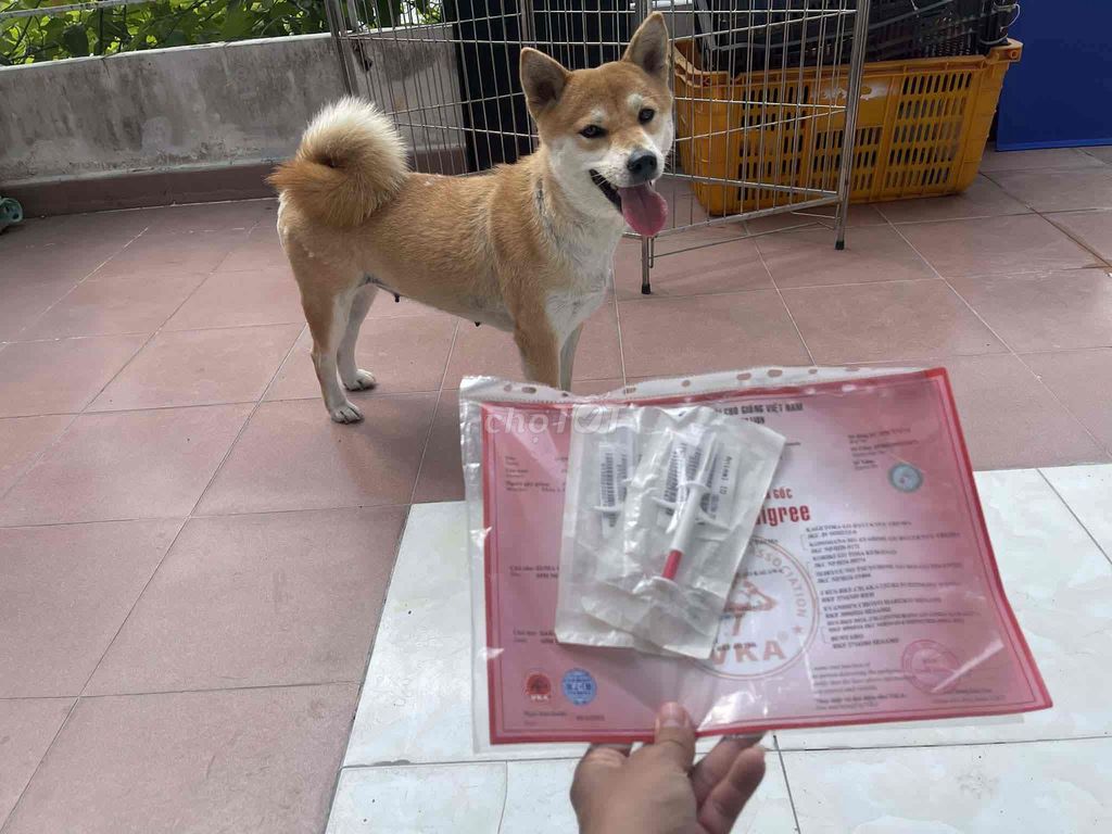 Chó Shiba Inu cái hơn 2 năm. Mua bán Chó tại Quận 8 Tp Hồ Chí Minh được đăng bởi Bé Bi hình 1