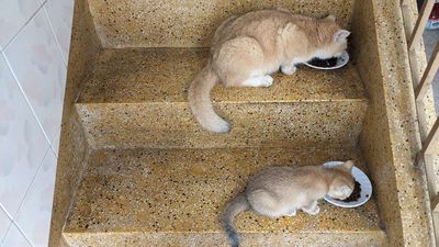 Cần tiền gã thêm bé gái Goden ny12. Mua bán Mèo tại Quận Bình Tân Tp Hồ Chí Minh được đăng bởi Nghĩa