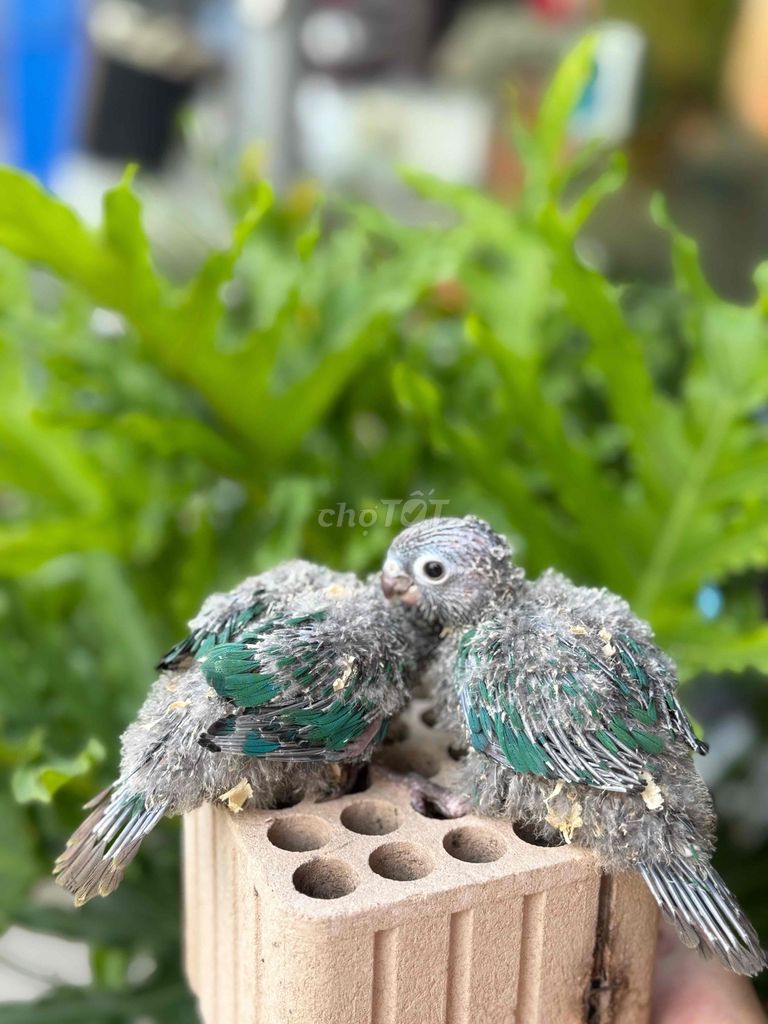 Chim Greencheck blue normal non Xanh. Mua bán Chim tại Huyện Củ Chi Tp Hồ Chí Minh được đăng bởi Phương Trinh hình 1
