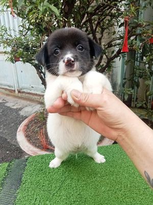 Lạp xưởng Lai(mập lùn. Xù). Mua bán Chó tại Quận 12 Tp Hồ Chí Minh được đăng bởi l