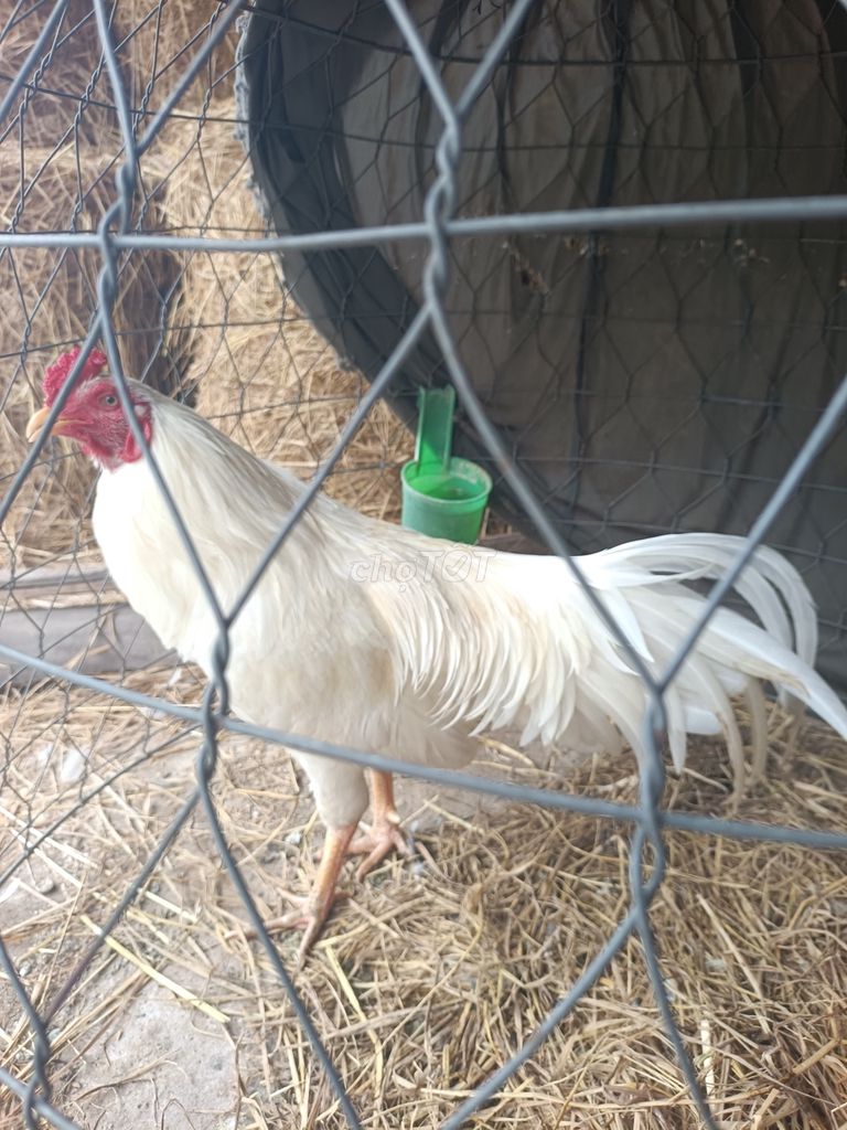 Gà bướm trống 2.6kg màu Trắng trạng 2kg8 . Mua bán Gà tại Huyện Châu Thành Trà Vinh được đăng bởi Cường hình 1