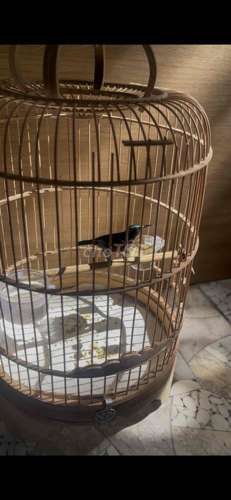 Chim 7 màu già hót tốt. Mua bán Chim tại Thành phố Thủ Đức Tp Hồ Chí Minh được đăng bởi Nguyễn hưng hình 1