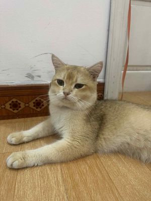 Mèo ALN màu Golden. Mua bán Mèo tại Quận Sơn Trà Đà Nẵng được đăng bởi Tên chưa cung cấp