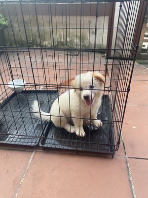 Chó phốc sóc vàng trắng. Mua bán Chó tại Thành phố Thái Nguyên Thái Nguyên được đăng bởi Quang Le