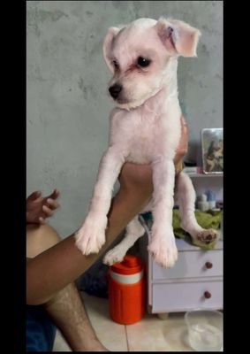 Cần bán 2 bé cún poodle tea cup lai