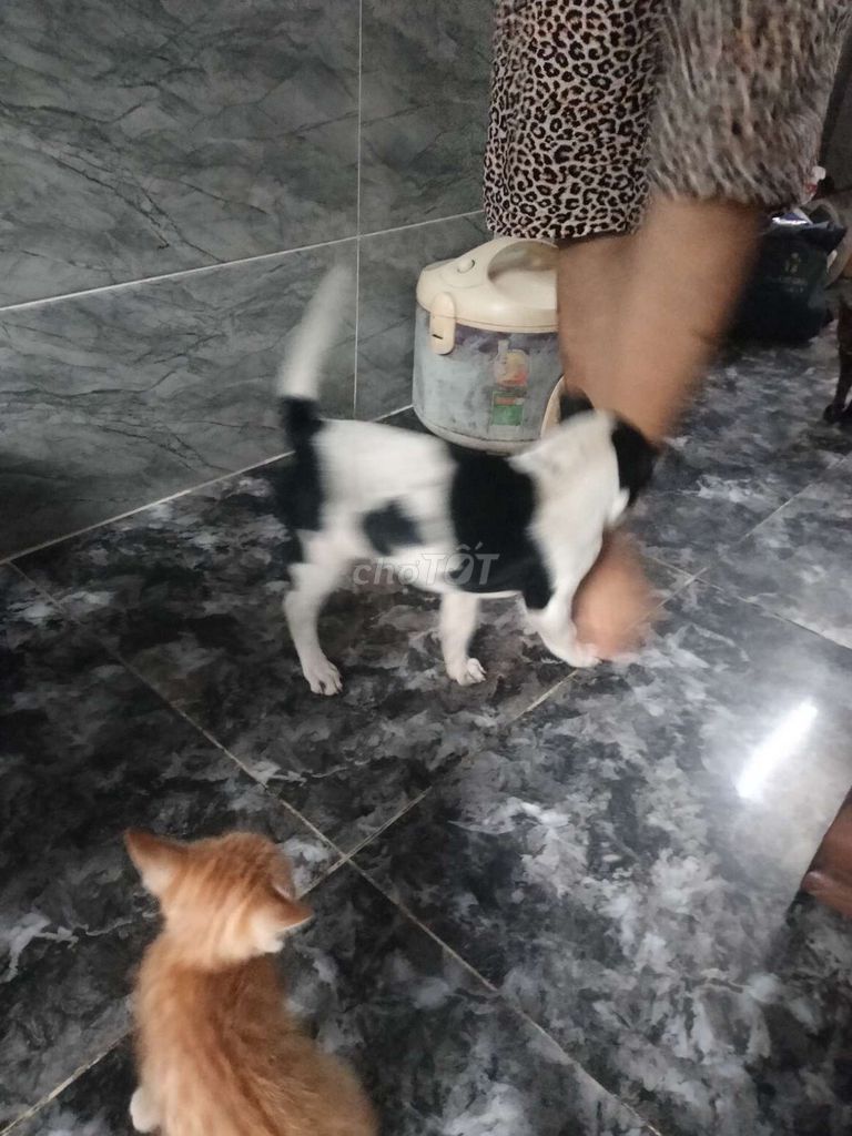 Chó Đen trắng. Mua bán Chó tại Quận 8 Tp Hồ Chí Minh được đăng bởi Nguyễn văn lâm hình 1