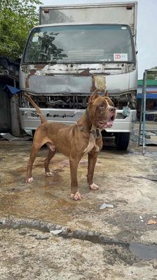 thanh lý 1 đàn 12 em. Mua bán Chó tại Thị xã Tân Uyên Bình Dương được đăng bởi đăng khoa