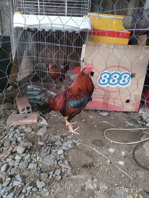Ga tre. Mua bán Gà tại Huyện Bình Chánh Tp Hồ Chí Minh được đăng bởi Hạo Thiên