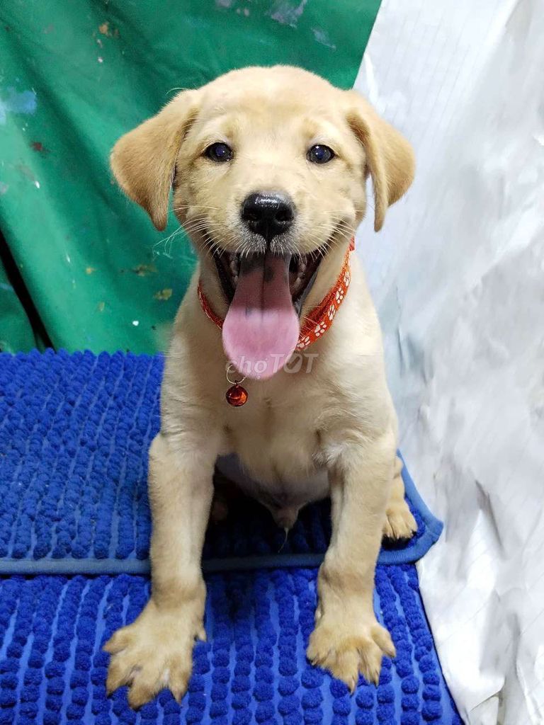 Chó Labrador đực đốm lưỡi khôn ngoan . Mua bán Chó tại Quận Bình Tân Tp Hồ Chí Minh được đăng bởi Nguyễn Hằng hình 1