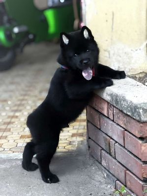 Chó Môn Cộc Đực Đen Mun + Lưỡi Đen (Chuẩn Giống)