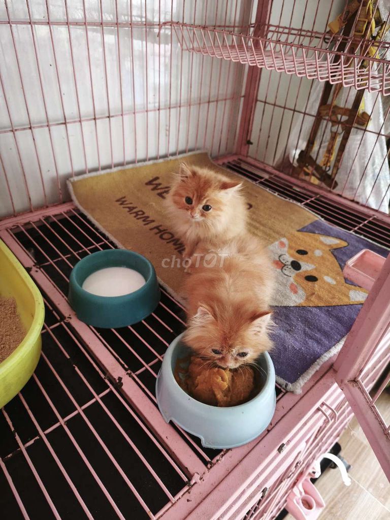 Mèo ALD. Mua bán Mèo tại Thành phố Vĩnh Long Vĩnh Long được đăng bởi Minh Luan Huynh hình 1