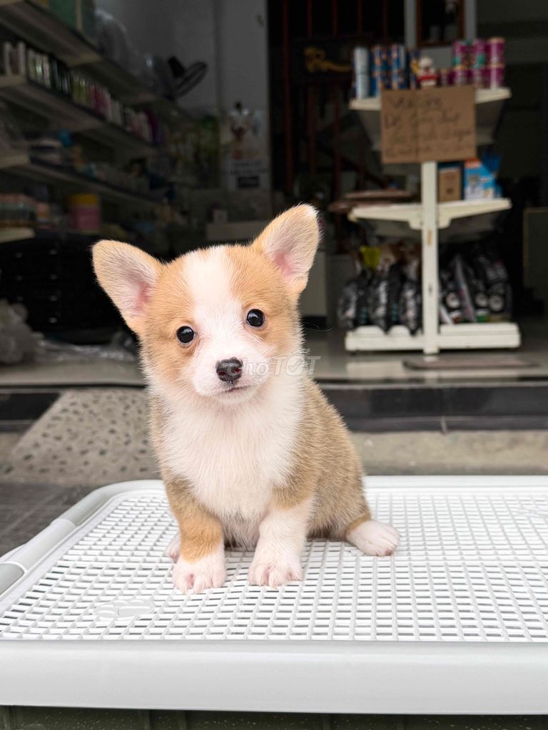 Chó Corgi Đít Bự. Mua bán Chó tại Quận Liên Chiểu Đà Nẵng được đăng bởi DC PETHOUSE hình 1